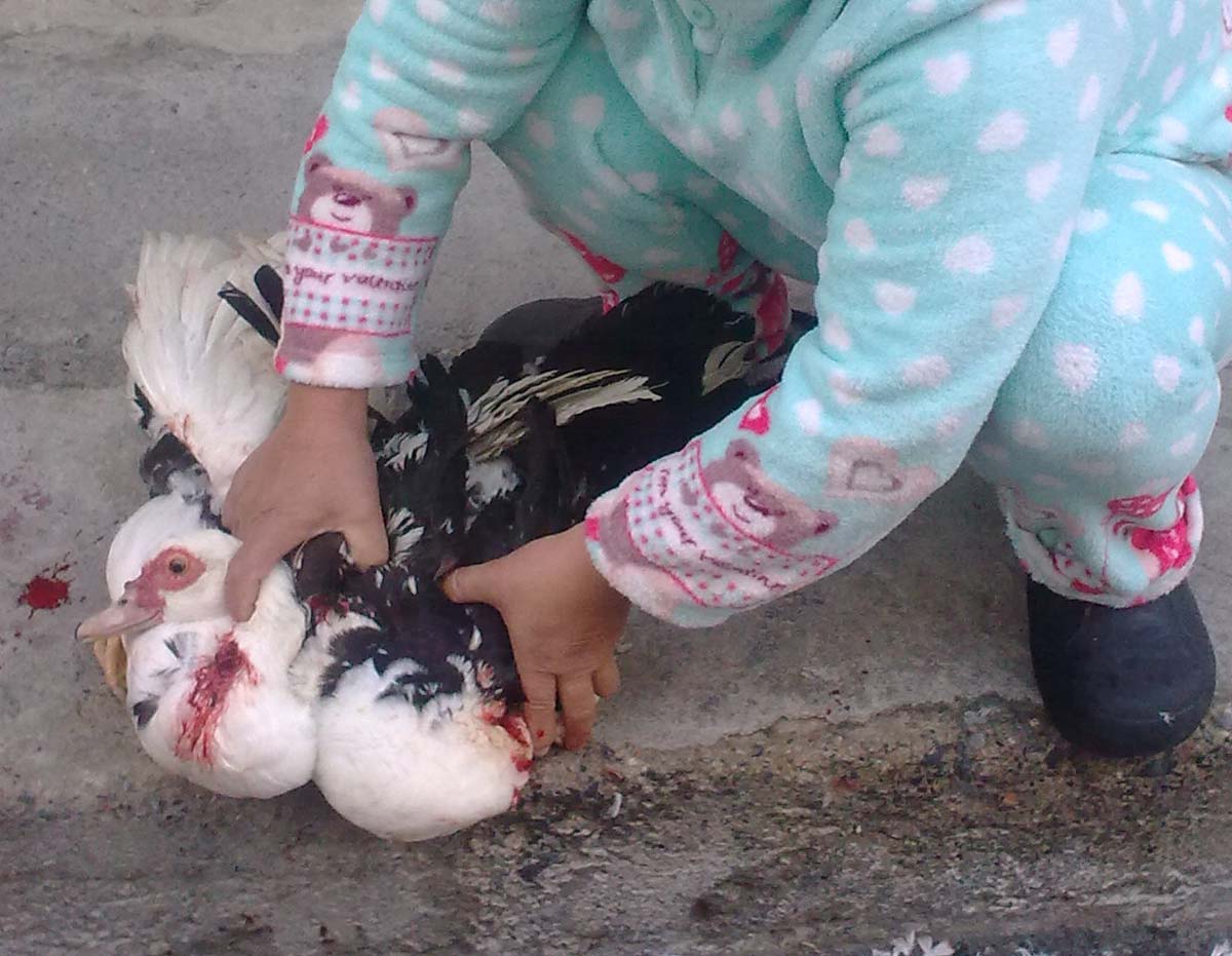 KinezoiIrakleioSerron (1)